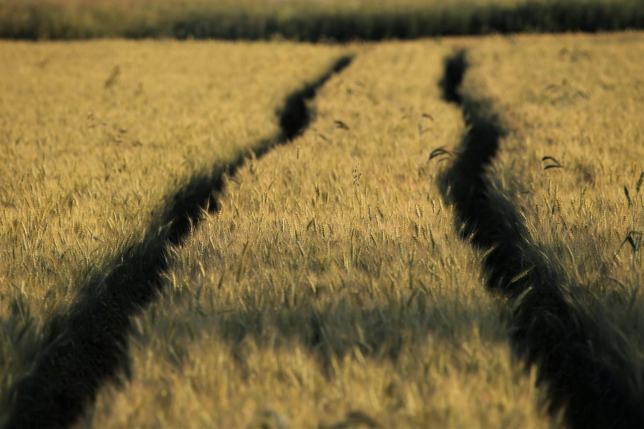 wheat, field, track, traces, cereals, wheat field, crops, wheat crops, plants, arable land, agriculture, farm, cultivation, nature, rural, countryside, wheat, wheat, wheat, wheat, wheat, track, track, track, cereals, wheat field, wheat field, wheat field, wheat field, crops, crops, crops, agriculture, farm, farm